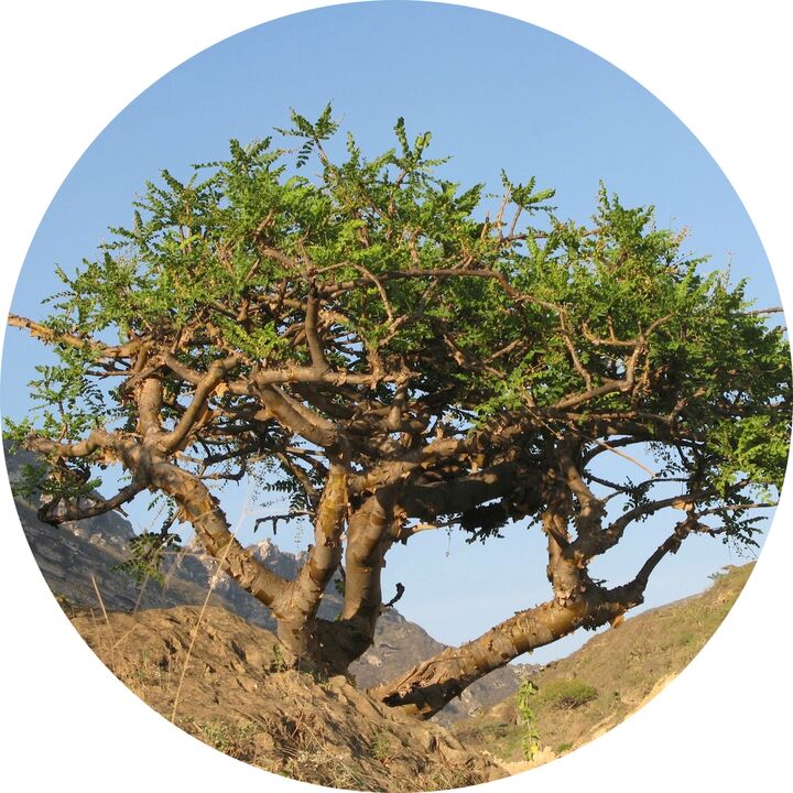 arborele boswellia
